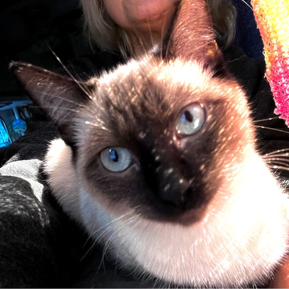 Meet your Posher, Janice - Picture 12 of 16